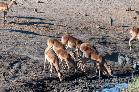 A group of Impalas -Aepyceros melampus- drinking from a waterhole in Etosha National Park, Namibia.の写真素材