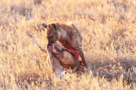 Close-up of a spotted Hyena - Crocuta crocuta- with a prey, seen during the golden hour of sunset in Etosha national Park, Namibia.の写真素材