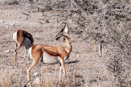 One Impala - Aepyceros melampus- browsing from scrubs in Etosha National Park, Namibia.の写真素材