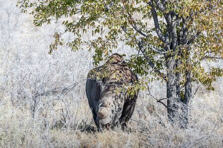 A black Rhinoceros - Diceros bicornis- eating scrubs on the plains of etosha national park, Namibia.の写真素材