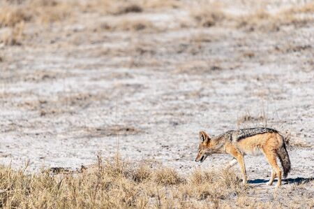 A side-striped Jackal -Canis Adustus- hunting for prey in Etosha National Park, Namibia.の写真素材