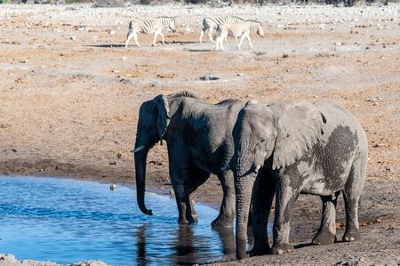 Two African Elephants -Loxodonta Africana- drinking from a waterhole. Etosha National Park, Namibia.の写真素材