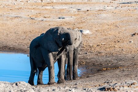 Two Male African Elephants -Loxodonta Africana- standing next to each other near a waterhole. Etosha National Park, Namibia.の写真素材