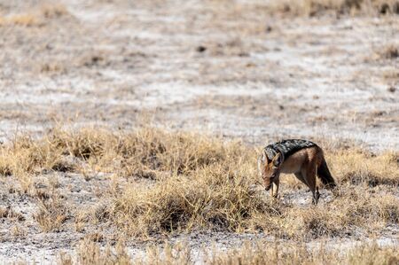 A side-striped Jackal -Canis Adustus- hunting for prey in Etosha National Park, Namibia.の写真素材
