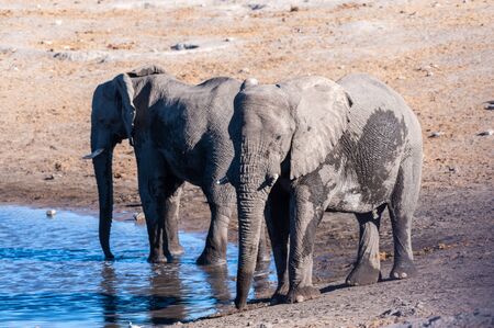 Two African Elephants -Loxodonta Africana- drinking from a waterhole. Etosha National Park, Namibia.の写真素材