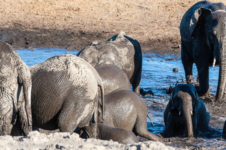 A herd of African Elephants -Loxodonta Africana- bathing in a waterhole in Etosha National Park, Namibia.の写真素材