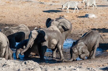 A herd of African Elephant -Loxodonta Africana- taking a bath in a waterhole in Etosha national Park. A group of Burchells Plains zebra (Equus quagga burchelli) is seen in the background.の写真素材