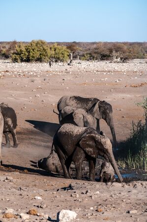 A family of African Elephants -Loxodonta Africana- walking around a waterhole. Etosha National Park, Namibia.の写真素材
