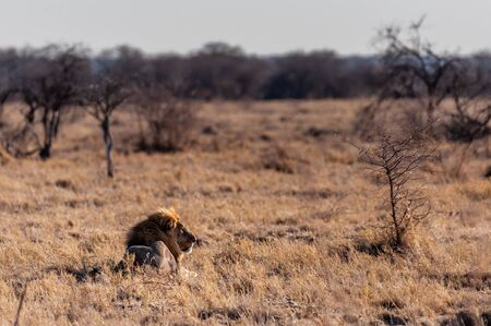 Impression of a Male Lion - Panthera leo- resting on the plains of Etosha national park, Namibia; catching the early morning sun.の写真素材