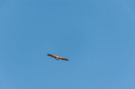 A White-headed vulture -Trigonoceps occipitalis- circling over Etosha National Park, Namibia.の写真素材