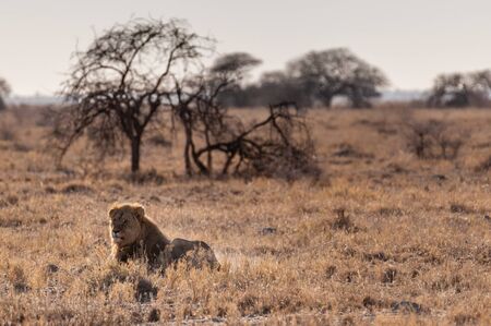 Impression of a Male Lion - Panthera leo- resting on the plains of Etosha national park, Namibia; catching the early morning sun.の写真素材