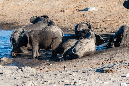 A herd of African Elephants -Loxodonta Africana- bathing in a waterhole in Etosha National Park, Namibia.の写真素材