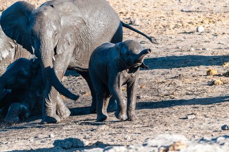 A herd of African Elephants -Loxodonta Africana- bathing in a waterhole in Etosha National Park, Namibia.の写真素材
