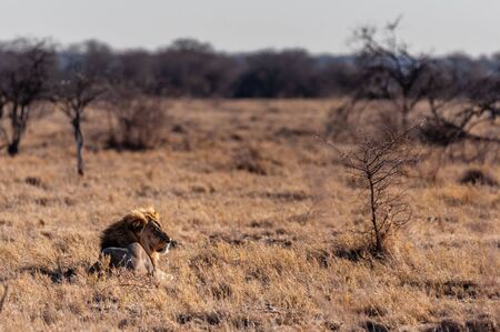 Impression of a Male Lion - Panthera leo- resting on the plains of Etosha national park, Namibia; catching the early morning sun.の写真素材