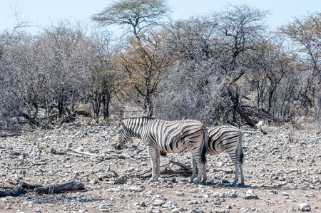 A group of Burchells Plains zebra -Equus quagga burchelli- standing close to each other on the plains of Etosha National Park, Namibia.の写真素材