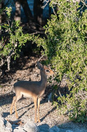 A Kirks Dik Dik -Madoqua kirkii- hiding in the bushes of Etosha National Park, Namibia. Dik Diks are small antelopes living in South West Africa.の写真素材