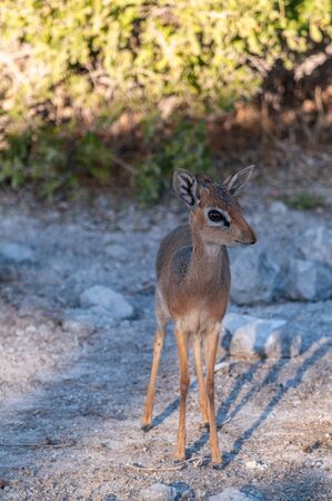 A Kirks Dik Dik -Madoqua kirkii- hiding in the bushes of Etosha National Park, Namibia. Dik Diks are small antelopes living in South West Africa.の写真素材
