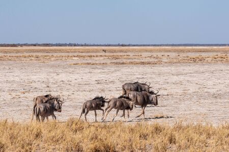 A herd of Blue Wildebeest -Connochaetes taurinus- also known as Gnus, heading out onto the salt pans of Etosha National Park, Namibia.の写真素材