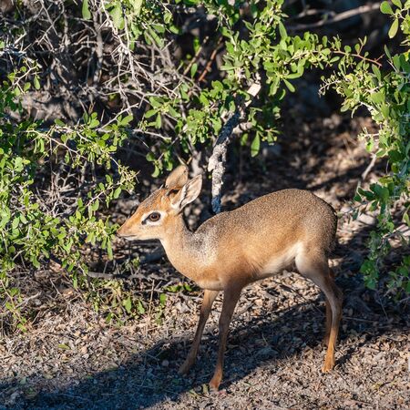 A Kirks Dik Dik -Madoqua kirkii- hiding in the bushes of Etosha National Park, Namibia. Dik Diks are small antelopes living in South West Africa.の写真素材