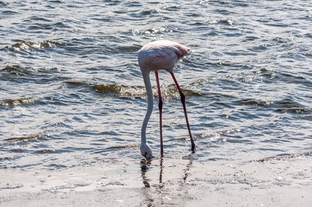 A flamengo -Phoenicopteridae- feeding in the ocean at Walvis Bay, Namibia.の写真素材
