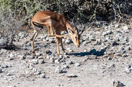 Closeup of a herd of Impalas - Aepyceros melampus- grazing on the plains of Etosha National Park, Namibia.の写真素材