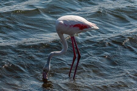 A flamengo -Phoenicopteridae- feeding in the ocean at Walvis Bay, Namibia.の写真素材
