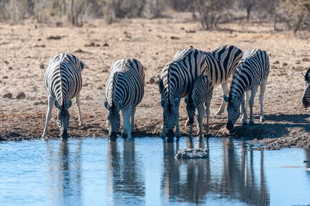 A group of Burchells Plains zebra -Equus quagga burchelli- drinking from a waterhole in Etosha National Park, Namibia.の写真素材