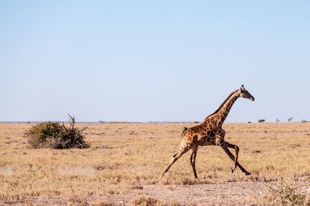 A galloping Giraffe - Giraffa Camelopardalis- on the plains of Etosha National Park, Namibia.の写真素材