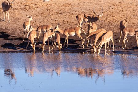 A group of Impalas -Aepyceros melampus- drinking from a waterhole in Etosha National Park, Namibia.の写真素材