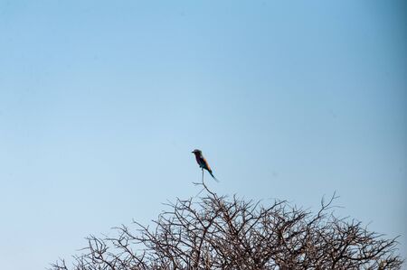 Closeup of a Lilac Breasted Roller - Coracias caudatus- sitting on a tree branch, in Etosha National Park.の写真素材