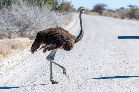 Closeup of a South African Ostrich -Struthio camelus australis-, also known as the black necked Ostrich, Southern Ostrich, or Cape Ostrich, crossing a road in Etosha National Park, Namibia.の写真素材