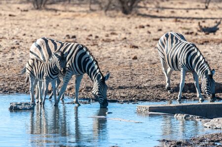 A group of Burchells Plains zebra -Equus quagga burchelli- drinking from a waterhole in Etosha National Park, Namibia.の写真素材