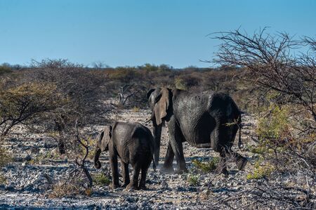 A herd of African Elephants -Loxodonta Africana- walking past after having taken a bath in a waterhole in Etosha National Park, Namibia.の写真素材