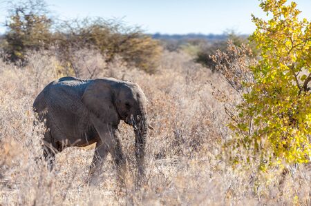 A giant African Elephant -Loxodonta Africana- walking past through the bushes of Etosha National Park, Namibia.の写真素材
