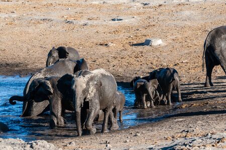 A herd of African Elephants -Loxodonta Africana- bathing in a waterhole in Etosha National Park, Namibia.の写真素材