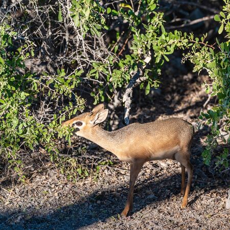 A Kirks Dik Dik -Madoqua kirkii- hiding in the bushes of Etosha National Park, Namibia. Dik Diks are small antelopes living in South West Africa.の写真素材