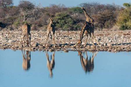 A group of Angolan Giraffe - Giraffa giraffa angolensis- drinking from a waterhole, while being reflected in the surface of the water. Etosha National Park, Namibia.の写真素材