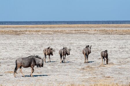 Five blue wildebeest - Connochaetes taurinus- walking onto the Etosha Pan. Etosha National Park, Namibia.の写真素材