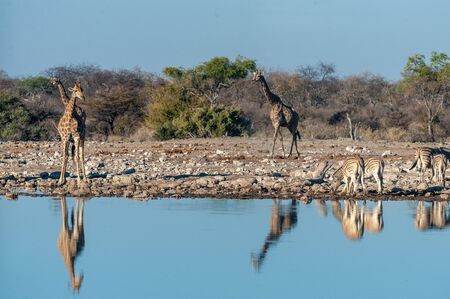 A group of Angolan Giraffe - Giraffa giraffa angolensis- and Burchells zebra -Equus quagga- burchellii)drinking from a waterhole, while being reflected in the surface of the water. Etosha National Park, Namibia.の写真素材