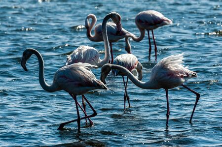 A group of flamengos -Phoenicopteridae- feeding in the ocean at Walvis Bay, Namibia.の写真素材