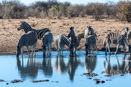 A group of Burchells Plains zebra -Equus quagga burchelli- drinking from a waterhole in Etosha National Park, Namibia.の写真素材