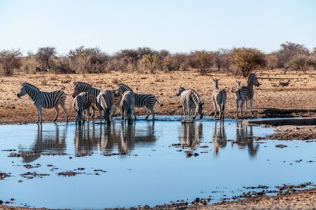 A group of Burchells Plains zebra -Equus quagga burchelli- drinking from a waterhole in Etosha National Park, Namibia.の写真素材