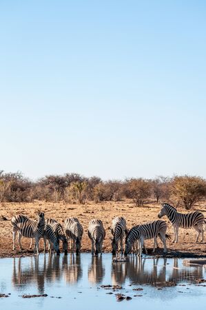 A group of Burchells Plains zebra -Equus quagga burchelli- drinking from a waterhole in Etosha National Park, Namibia.の写真素材