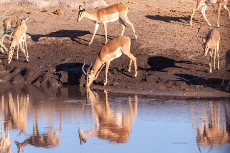 A group of Impalas -Aepyceros melampus- drinking from a waterhole in Etosha National Park, Namibia.の写真素材