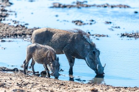 Closeup of two Common Warthogz - Phacochoerus africanus- in front of a waterhole in Etosha. Etosha National Park, Namibia.の写真素材