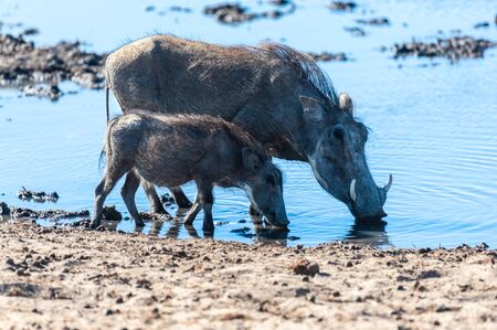 Closeup of a group of Common Warthogs - Phacochoerus africanus- near a waterhole of Etosha. Etosha National Park, Namibia.の写真素材