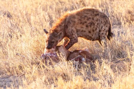 Close-up of a spotted Hyena - Crocuta crocuta- with a prey, seen during the golden hour of sunset in Etosha national Park, Namibia.の写真素材