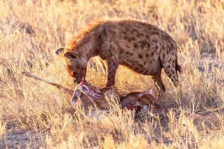 Close-up of a spotted Hyena - Crocuta crocuta- with a prey, seen during the golden hour of sunset in Etosha national Park, Namibia.の写真素材