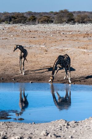 Two Angolan Giraffes - Giraffa giraffa angolensis- standing near a waterhole in Etosha National Park. Giraffes are the most vulnerable when drinking.の写真素材