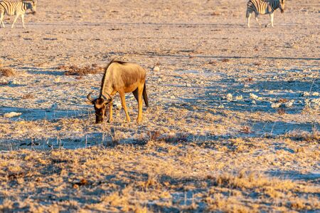 A blue wildebeest - Connochaetes taurinus- walking on the plains of Etosha around sunset. Etosha National Park, Namibia.の写真素材